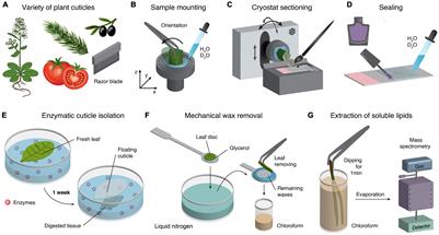 A Guide to Elucidate the Hidden Multicomponent Layered Structure of Plant Cuticles by Raman Imaging